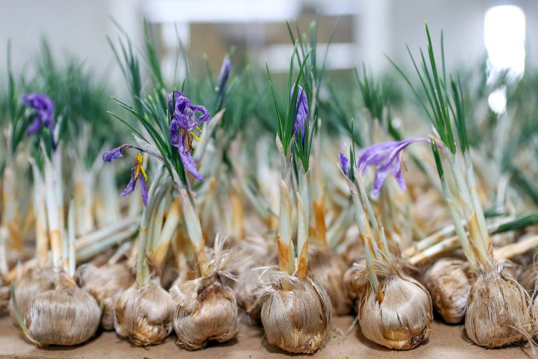 Konya'daki mühendisten devrim gibi üretim! Deneme amaçlı kurdu, şimdi topraksız safran üretiyor 3